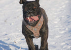 The "Aztec" Grey Harness - SJB-DIAMOND ELITES