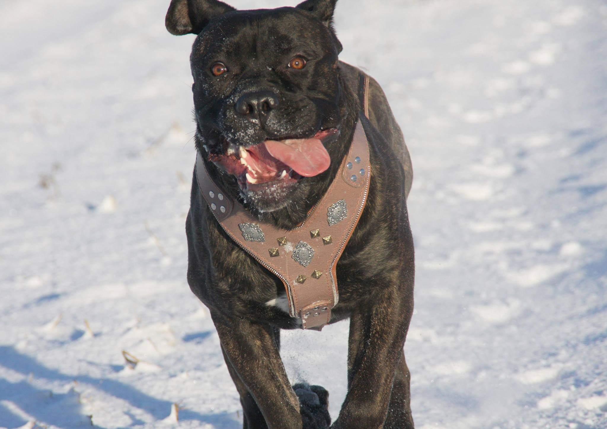 The "Aztec" Grey Harness - SJB-DIAMOND ELITES