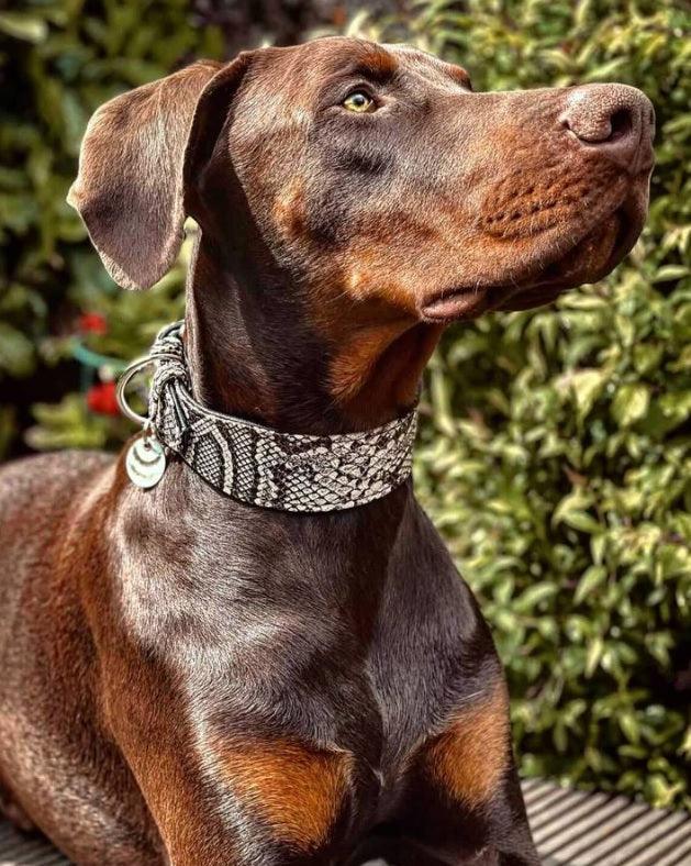The ''Rock Python'' collar - SJB-DIAMOND ELITES