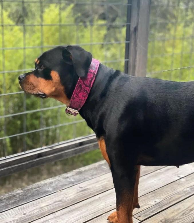 The ''Rock Python'' collar PINK - SJB-DIAMOND ELITES