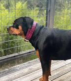 The ''Rock Python'' collar PINK - SJB-DIAMOND ELITES
