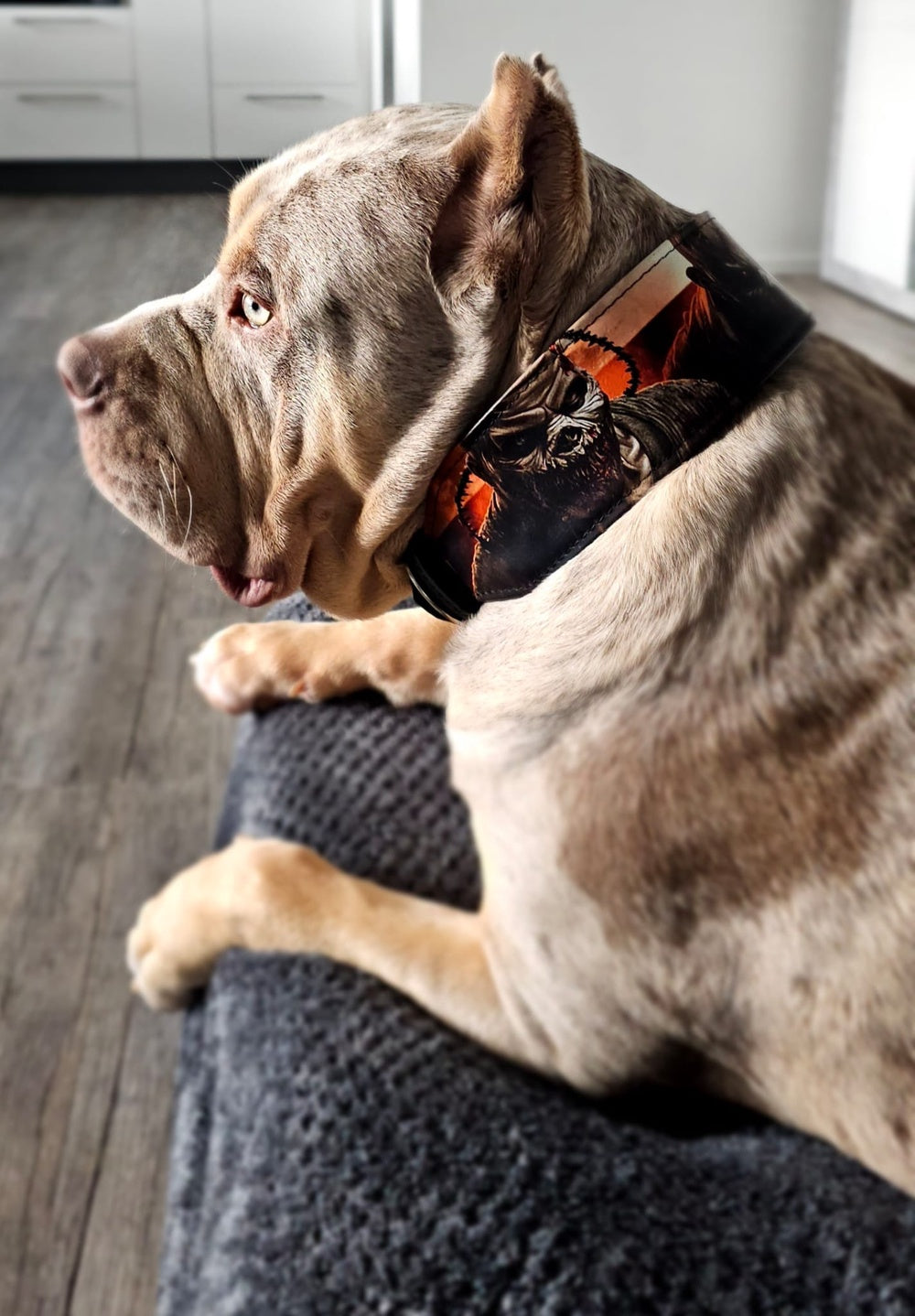 The Scare Collar Limited Bestia Dog Gear