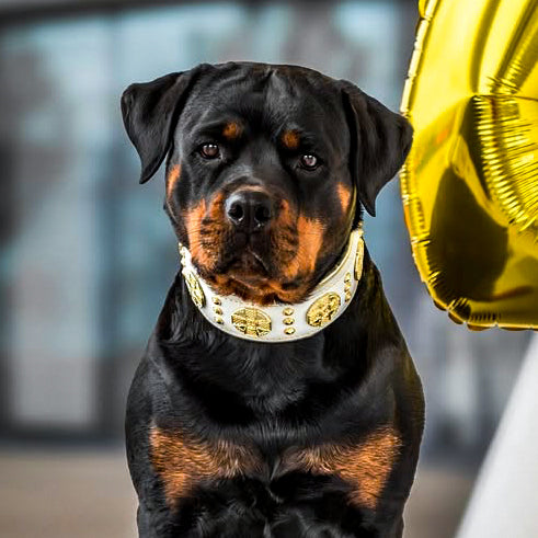 The "Maximus" collar 2.5 inch wide white & gold Bestia Dog Gear