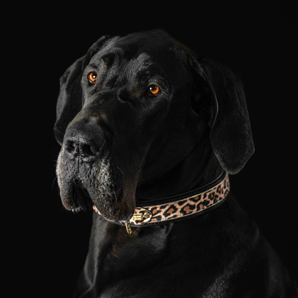 The Leopard Collar Bestia Dog Gear