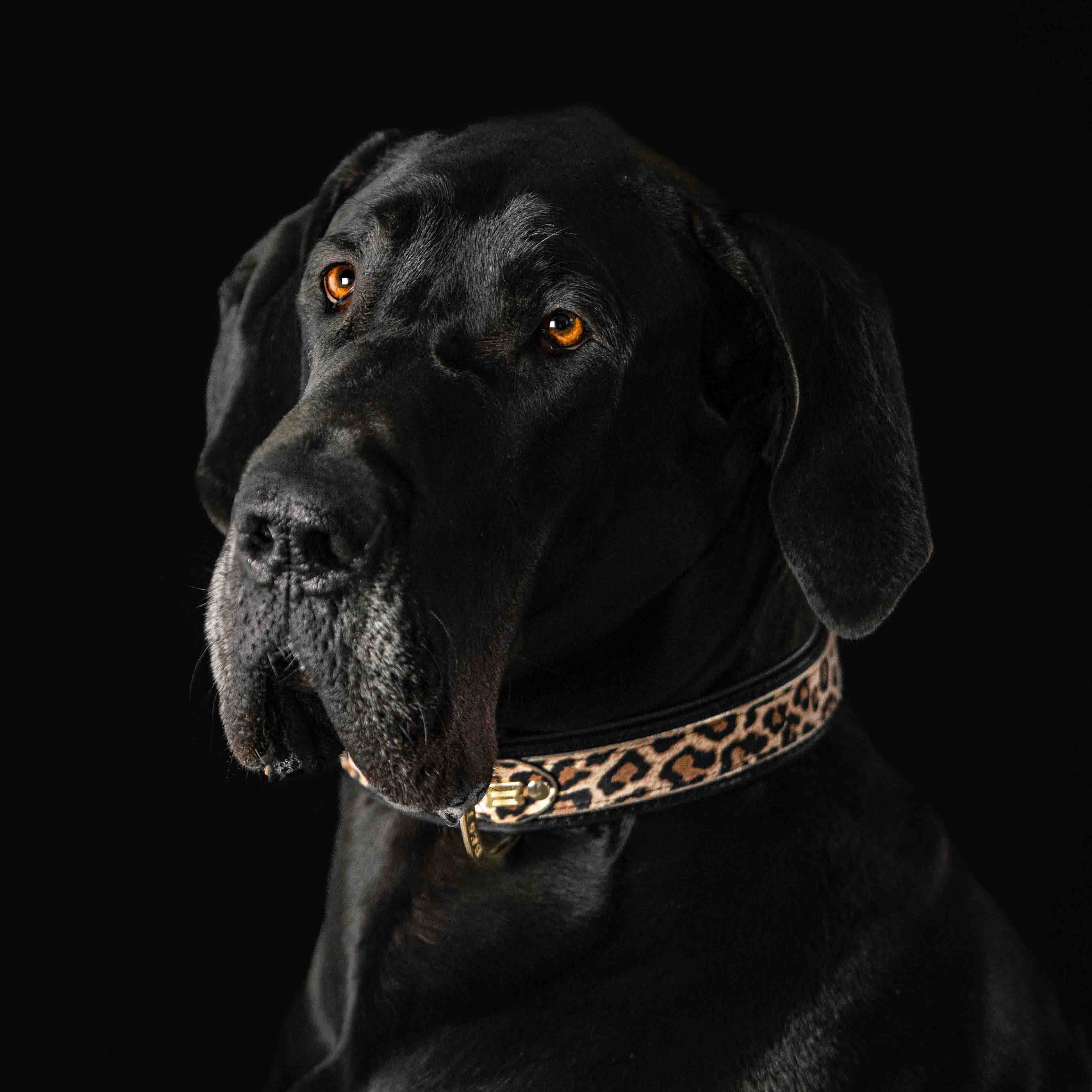 The Leopard Collar Bestia Dog Gear