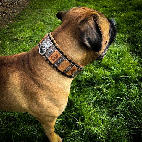 The ''SPQR'' Dog Collar - SJB-DIAMOND ELITES