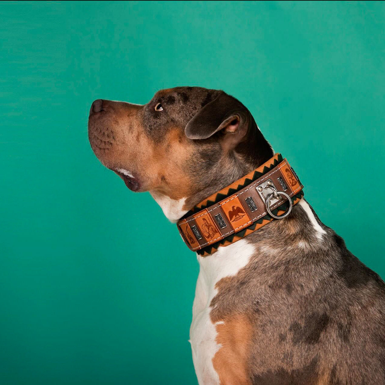 The ''SPQR'' Dog Collar - SJB-DIAMOND ELITES