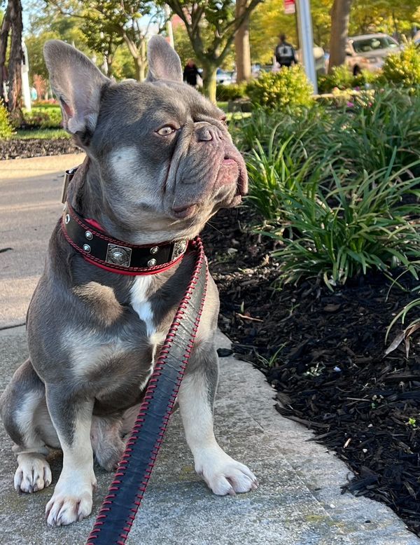 The "Eros" collar 2 inch wide - SJB-DIAMOND ELITES
