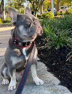 The "Eros" collar 2 inch wide - SJB-DIAMOND ELITES