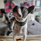 The "Eros" collar 2 inch wide Green - SJB-DIAMOND ELITES