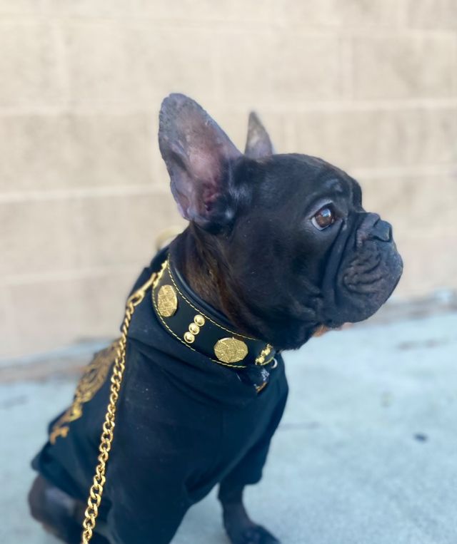 The "Maximus" collar 2 inch wide gold decoration - SJB-DIAMOND ELITES