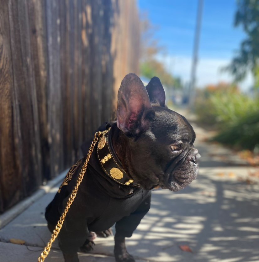 The "Maximus" collar 2 inch wide gold decoration - SJB-DIAMOND ELITES