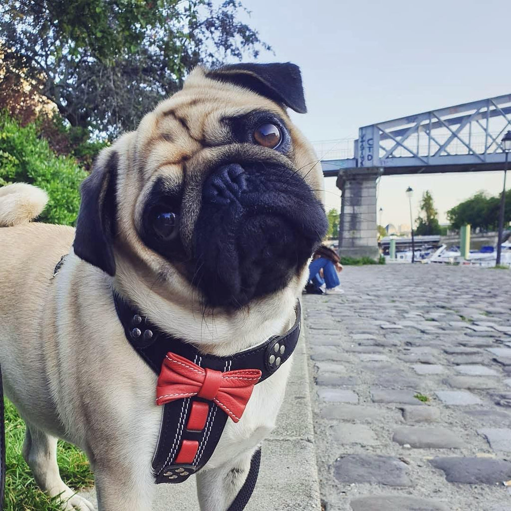 The "Bowtie" handmade leather harness black Small to Medium Size - SJB-DIAMOND ELITES