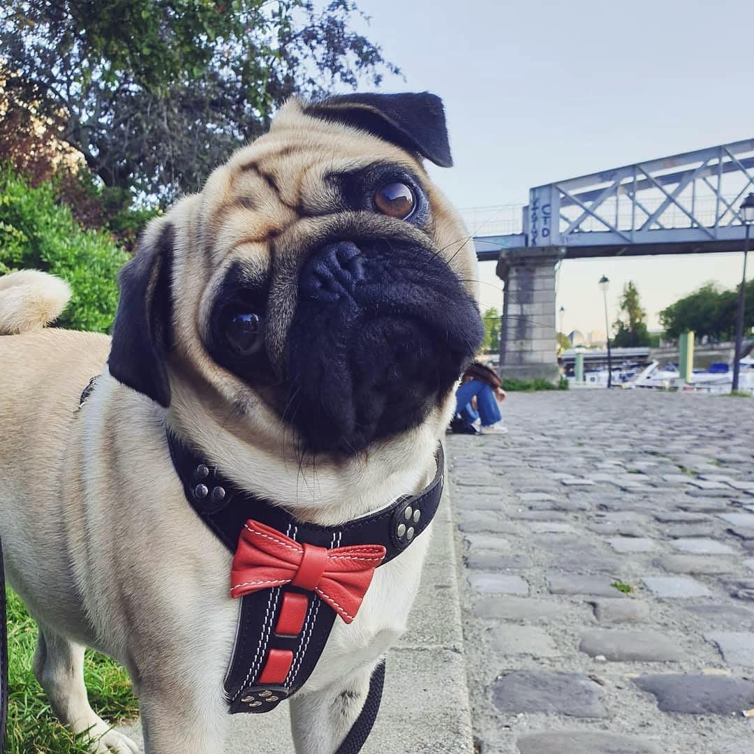 The "Bowtie" handmade leather harness black Small to Medium Size - SJB-DIAMOND ELITES