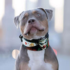 The Joker Limited Collar - SJB-DIAMOND ELITES