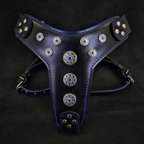 ''Bijou'' harness Black & Blue for big dogs - SJB-DIAMOND ELITES