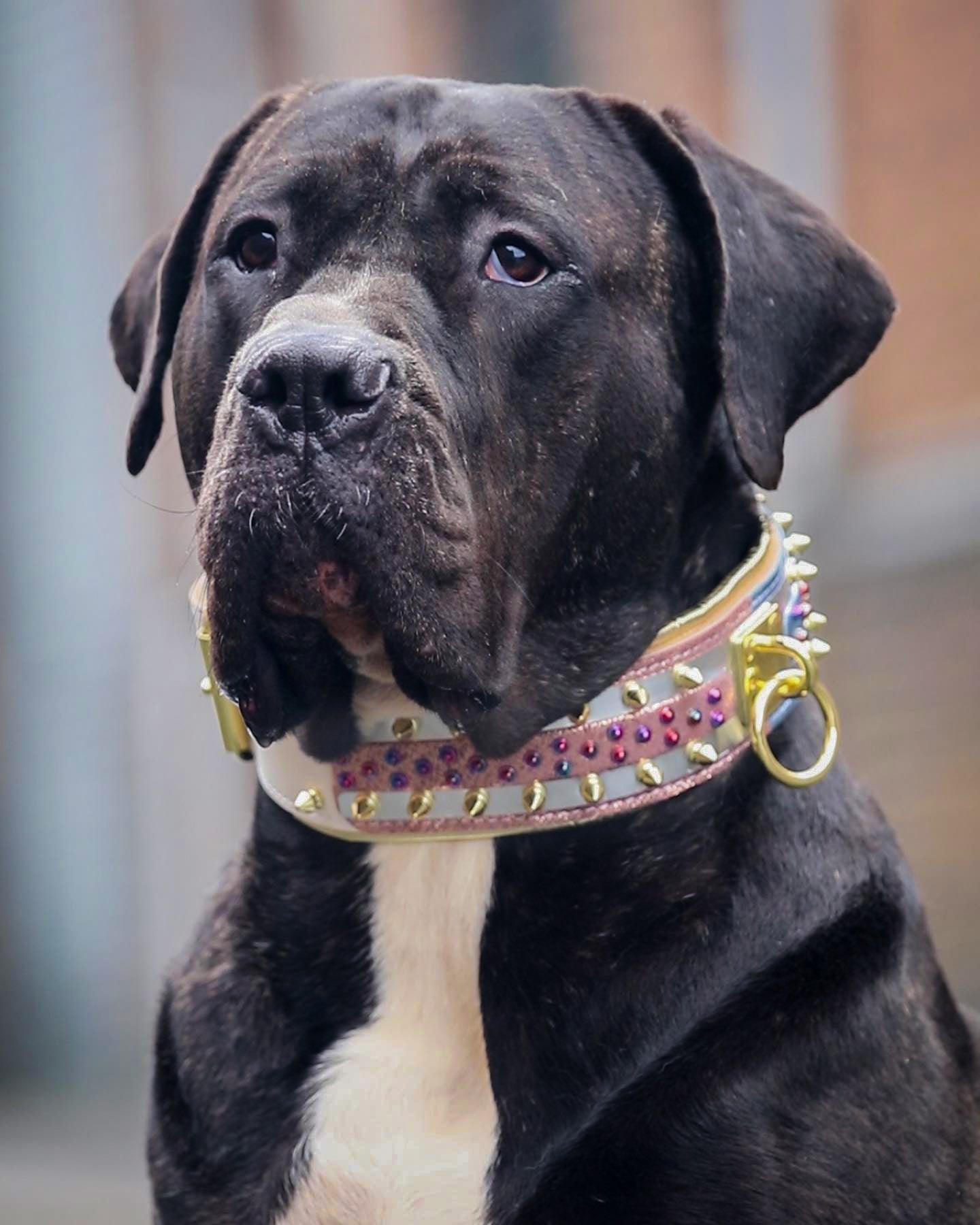 The Candy Dog Collar Bestia Dog Gear