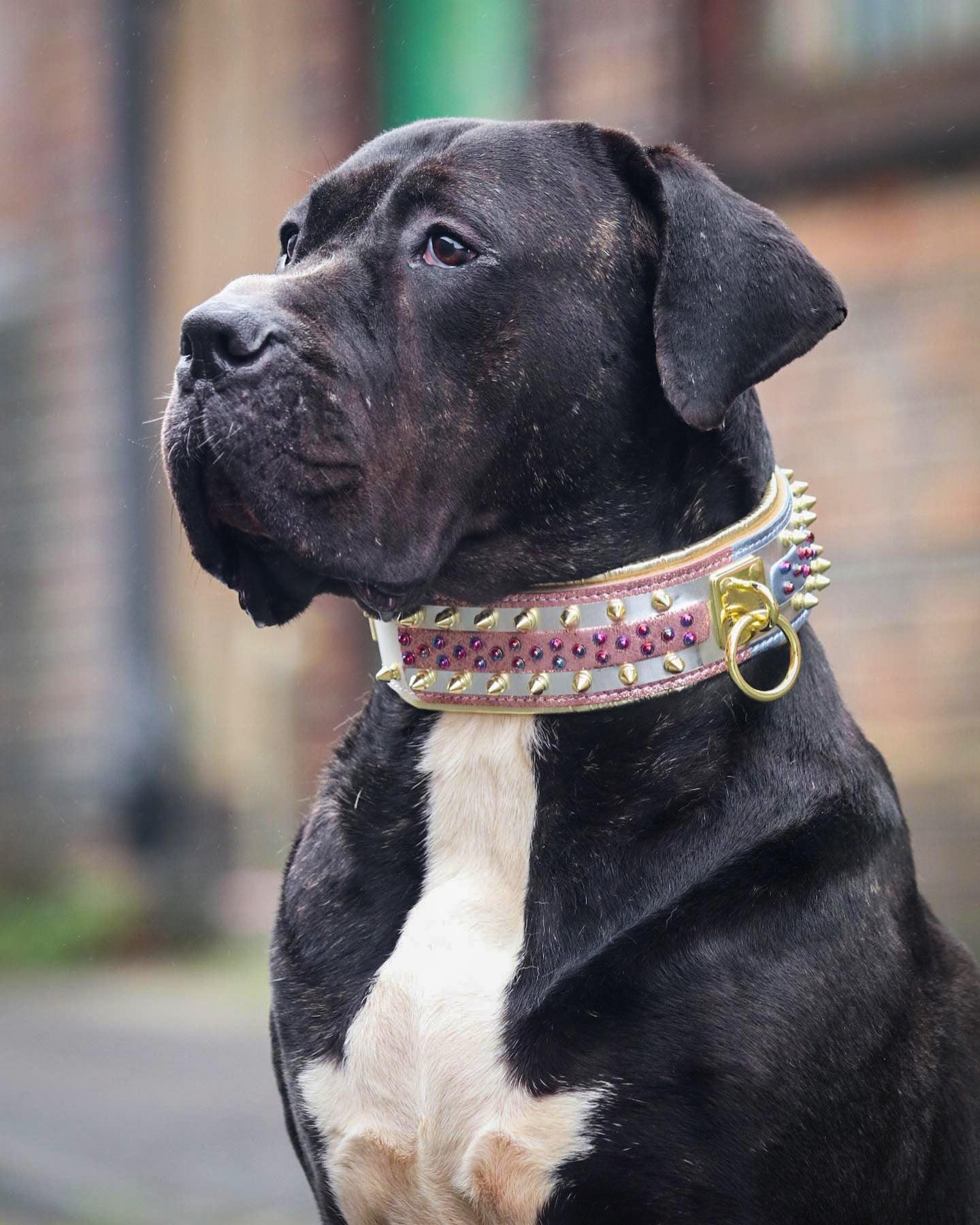 The Candy Dog Collar Bestia Dog Gear