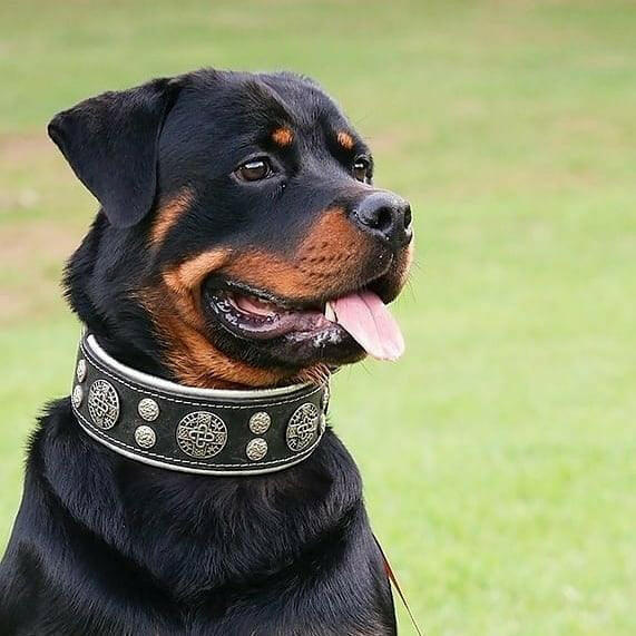 "Hektor" collar Bestia Dog Gear