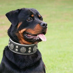 "Hektor" collar Bestia Dog Gear