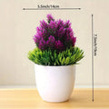 Small Bonsai Tree Pi-Mart