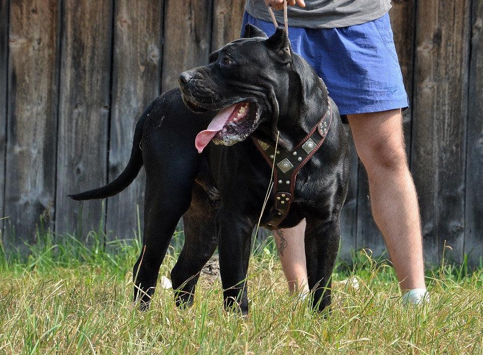 The "Eros" harness black & red Bestia Dog Gear