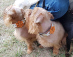 The "Flower" handmade puppy collar - SJB-DIAMOND ELITES