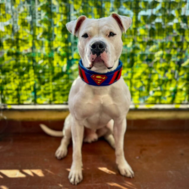Superdog Collar - SJB-DIAMOND ELITES