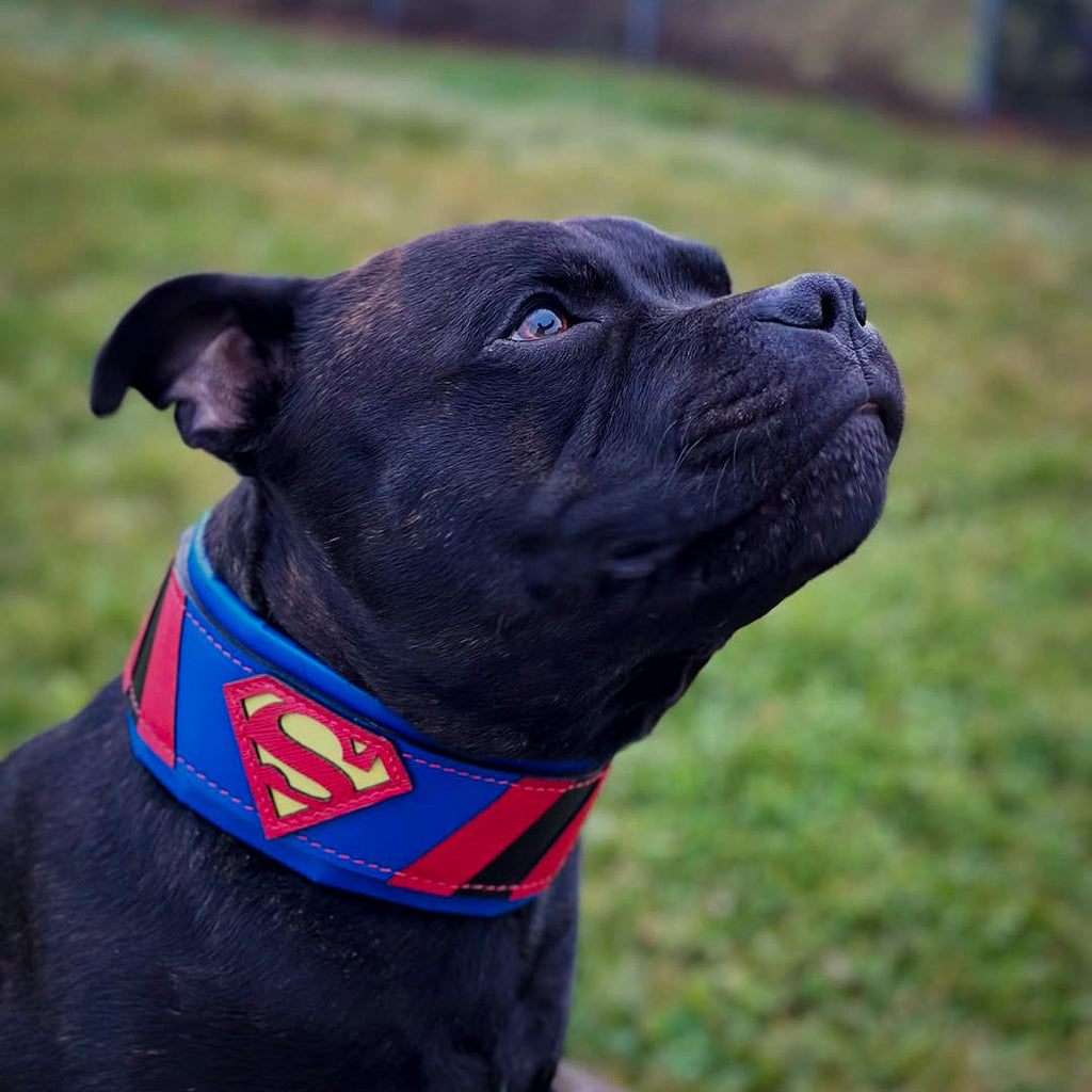 Superdog Collar - SJB-DIAMOND ELITES