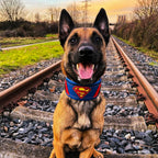 Superdog Collar - SJB-DIAMOND ELITES
