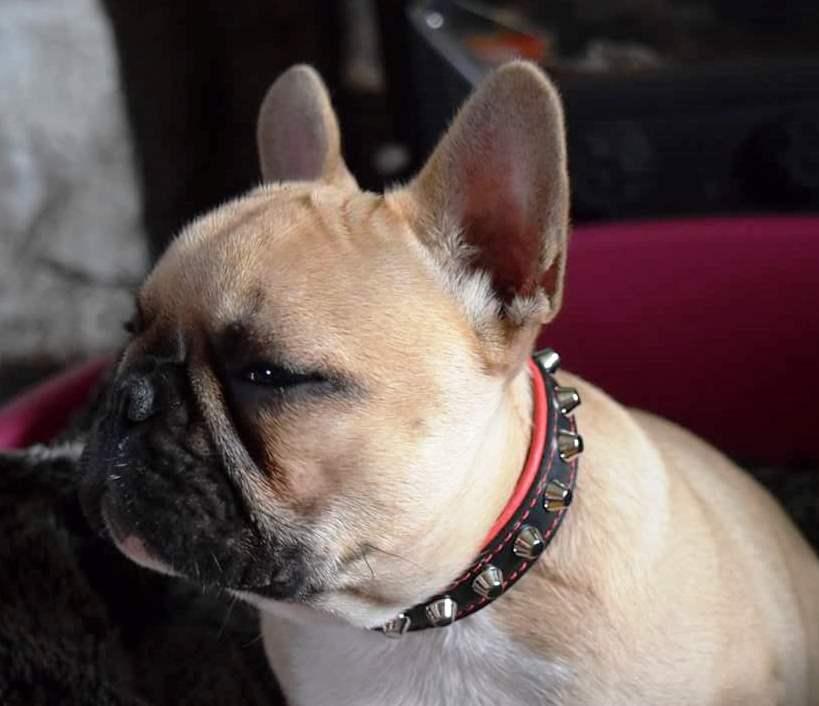 The "Rock" collar - SJB-DIAMOND ELITES