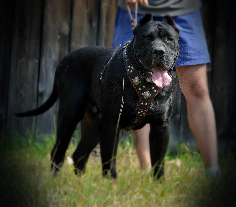 The "Eros" harness brown Bestia Dog Gear