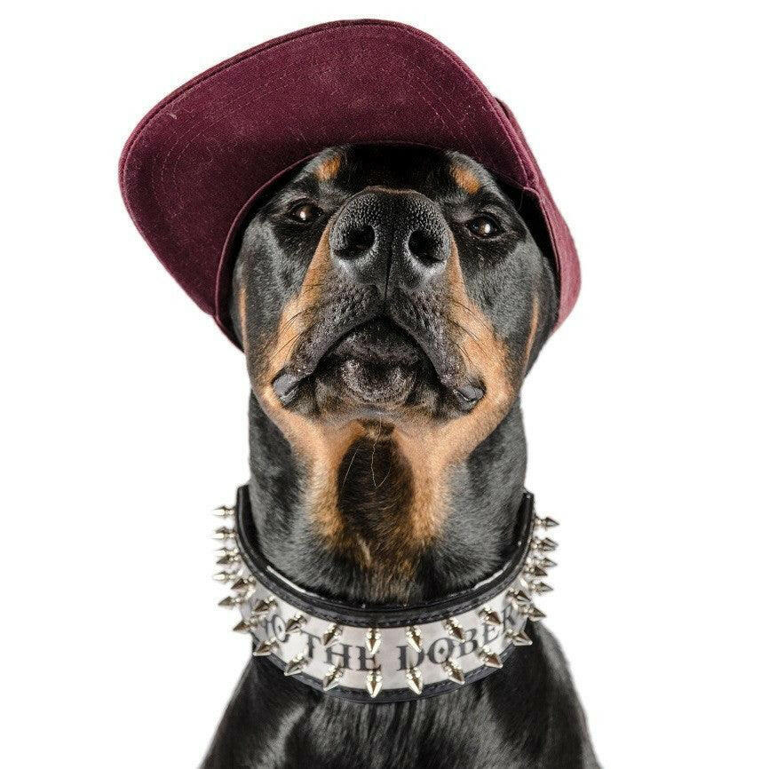 The "Metal" collar- personalized! Bestia Dog Gear
